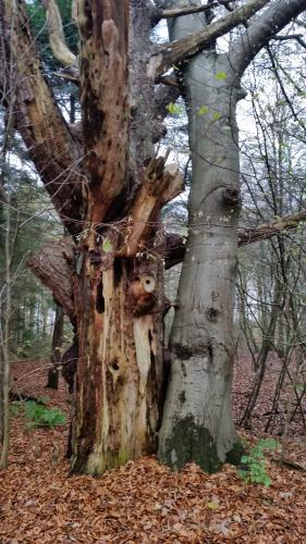 Bomen een andere passie van mij.