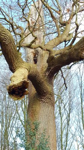 Bomen een andere passie van mij.