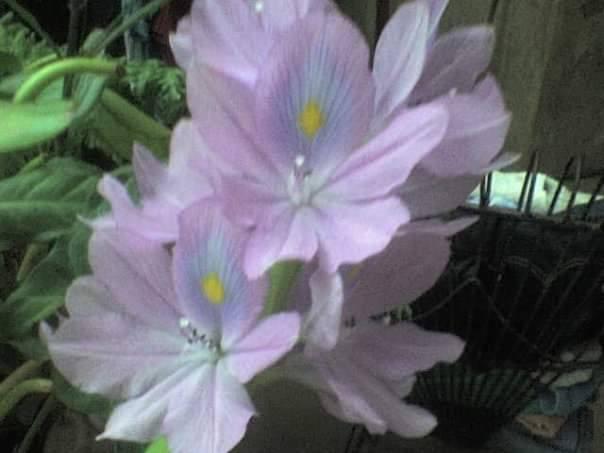 ¿Cual es su nombre?