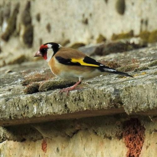 Heel mooie foto van een vrouwtje Putter (Carduelis carduelis) hoor, de mannetjes zijn kleurrijker.