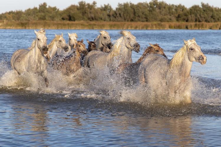 Zeer interessant wat jij hier weet te schrijven, en waaruit ik kan uitmaken dat het veel gelijkende kenmerken heeft als een landschap in de Provence te Frankrijk, namelijk de Camargue. Het is een zeer vlak en waterrijk gebied met veel meren en lagunen. Het moerasgebied is toeristisch gezien vooral bekend vanwege de in het wild levende grijs-witte paarden, de zwarte stieren, en de roze flamingo’s.
Door de eeuwen heen is het aanzien van dit mooie moerasgebied vrijwel voortdurend veranderd. De eeuwenlange invloeden van zowel zoet water uit de Rhône als het zoute water uit de Middellandse Zee gaven het gebied geleidelijk aan haar eigen geofysisch karakter. Door de vele overstromingen was het voor de lokale bevolking, die voornamelijk van landbouw leefde, niet eenvoudig zich van voldoende voedsel te voorzien. Pas aan het eind van de negentiende eeuw kreeg men het water grotendeels onder controle. In 1859 werd de eerste zeedijk aangelegd. Later, in 1869 werden de oevers van de Rhône ingedamd, waardoor het gebied minder vaak overstroomde. Na de Tweede Wereldoorlog begon de lokale bevolking met het telen van rijst in het gebied. Er werden steeds meer immigratiekanalen aangelegd om meer land te kunnen ontzilten. Door alle inspanningen om het gebied geschikt te maken voor de landbouw, kwamen er echter ook nieuwe problemen. De Camargue werd, door alle aangelegde dijken en dammen, afgesneden van de natuurlijke instroming van water. Daarom werden er pompgemalen en irrigatienetwerken aangelegd.
Vandaag de dag is de Camargue grotendeels een natuurgebied. Toeristen kunnen in de Camargue onder andere paardrijden, en zich vergapen aan de niet-bloedige stierengevechten, de zogenaamde Course Camarguaise, welke worden opgevoerd in de arena’s van Saintes-Maries-de-la-Mer en Mauguio. De ligging van de Camargue, tussen grote steden als Nîmes en Arles en de Middellandse Zee, is ideaal voor toeristen. Ondanks de aanpassingen door de mens, blijft de moerassige vlakte een indrukwekkend gebied om bijvoorbeeld per fiets te verkennen!