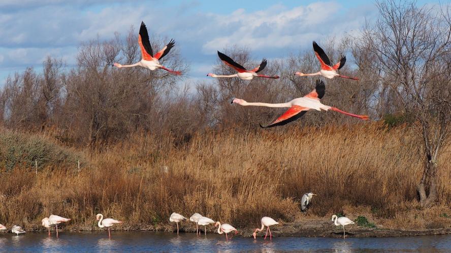 Zeer interessant wat jij hier weet te schrijven, en waaruit ik kan uitmaken dat het veel gelijkende kenmerken heeft als een landschap in de Provence te Frankrijk, namelijk de Camargue. Het is een zeer vlak en waterrijk gebied met veel meren en lagunen. Het moerasgebied is toeristisch gezien vooral bekend vanwege de in het wild levende grijs-witte paarden, de zwarte stieren, en de roze flamingo’s.
Door de eeuwen heen is het aanzien van dit mooie moerasgebied vrijwel voortdurend veranderd. De eeuwenlange invloeden van zowel zoet water uit de Rhône als het zoute water uit de Middellandse Zee gaven het gebied geleidelijk aan haar eigen geofysisch karakter. Door de vele overstromingen was het voor de lokale bevolking, die voornamelijk van landbouw leefde, niet eenvoudig zich van voldoende voedsel te voorzien. Pas aan het eind van de negentiende eeuw kreeg men het water grotendeels onder controle. In 1859 werd de eerste zeedijk aangelegd. Later, in 1869 werden de oevers van de Rhône ingedamd, waardoor het gebied minder vaak overstroomde. Na de Tweede Wereldoorlog begon de lokale bevolking met het telen van rijst in het gebied. Er werden steeds meer immigratiekanalen aangelegd om meer land te kunnen ontzilten. Door alle inspanningen om het gebied geschikt te maken voor de landbouw, kwamen er echter ook nieuwe problemen. De Camargue werd, door alle aangelegde dijken en dammen, afgesneden van de natuurlijke instroming van water. Daarom werden er pompgemalen en irrigatienetwerken aangelegd.
Vandaag de dag is de Camargue grotendeels een natuurgebied. Toeristen kunnen in de Camargue onder andere paardrijden, en zich vergapen aan de niet-bloedige stierengevechten, de zogenaamde Course Camarguaise, welke worden opgevoerd in de arena’s van Saintes-Maries-de-la-Mer en Mauguio. De ligging van de Camargue, tussen grote steden als Nîmes en Arles en de Middellandse Zee, is ideaal voor toeristen. Ondanks de aanpassingen door de mens, blijft de moerassige vlakte een indrukwekkend gebied om bijvoorbeeld per fiets te verkennen!