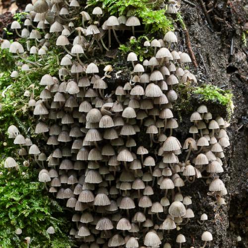 The English name does not mean much to me, so I am writing down the Latin Coprinellus disseminatus for you. 
It is a fungus that also occurs in our region.

&nbsp;<a href="https://en.wikipedia.org/wiki/Coprinellus_disseminatus" class="linkified ys-whitespaced" target="_blank">https://en.wikipedia.org/wiki/Coprinellus_disseminatus</a>&nbsp;