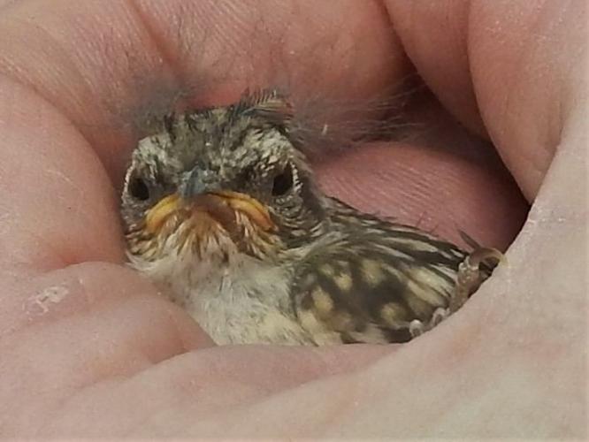 Dat heb jij enorm prachtig gespot en ook gefotografeerd. Echt knap om zien.
Een jaar of 3 geleden redde ik een jong dat uit het nest was gepikt door een specht, en die op de grond het bijna vast had op 't moment ik voorbij kwam. Het was wat gehavend en meegenomen naar een vogel-opvangcenter.