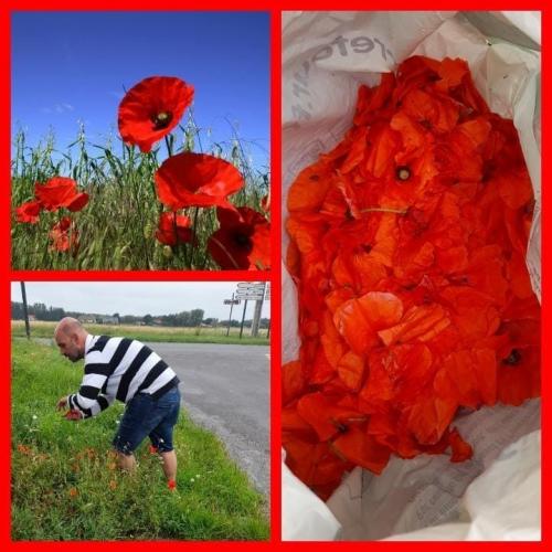 Pick a poppy...