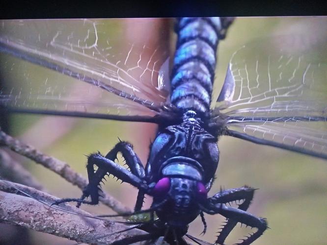 Dit is een enorme libelle uit het carboon