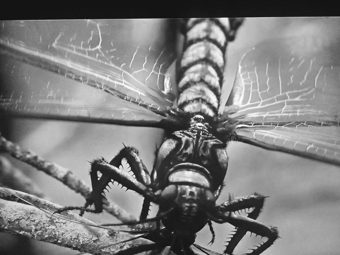 Libelle in het Carboon