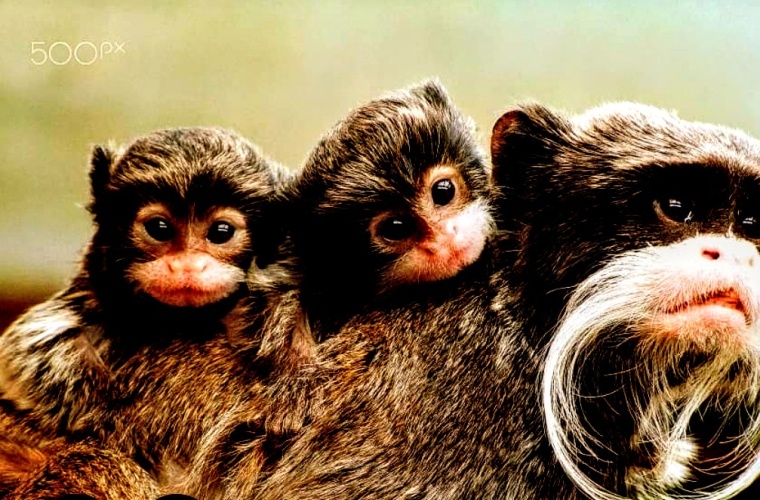 The Emperor Tamarin