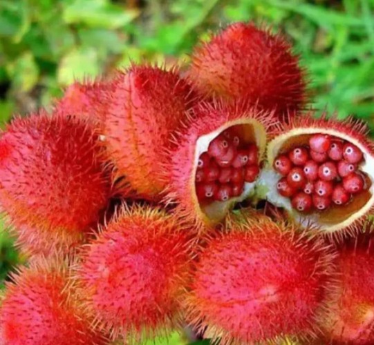 Rainforest natives decorate their bodies