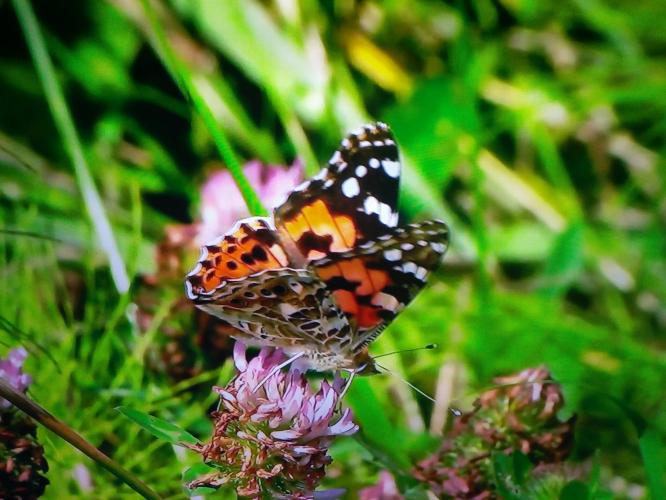 Thistle butterflies are real 'globetrotters'