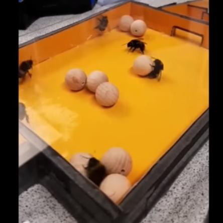 Krijgen jonge hommels een positief gevoel bij een spel?