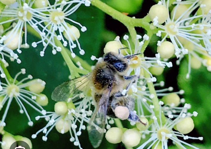Bee structures high in a tree (part 25)