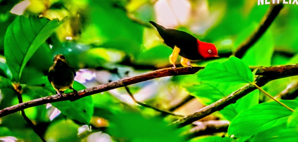The yellow-pants manakin