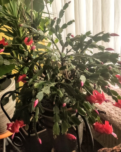 De Schlumbergera