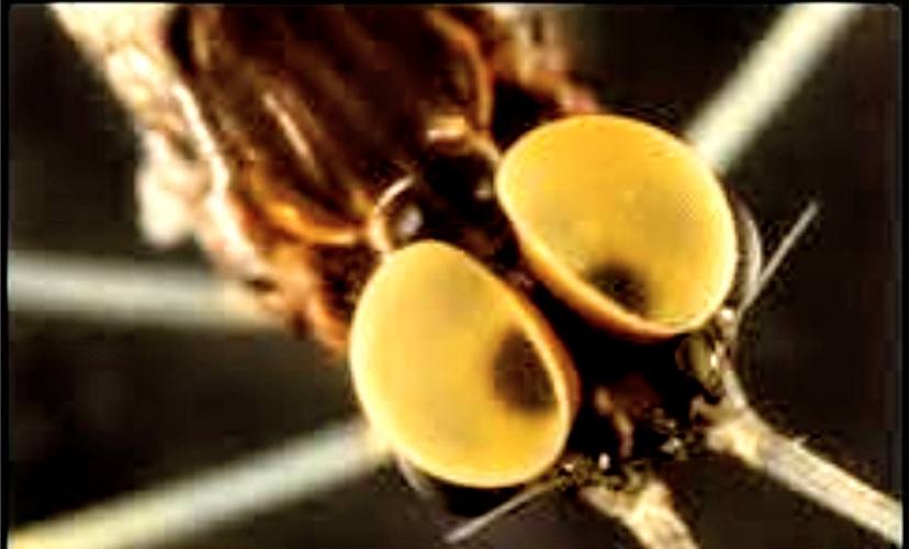 De ogen van de eendagsvlieg