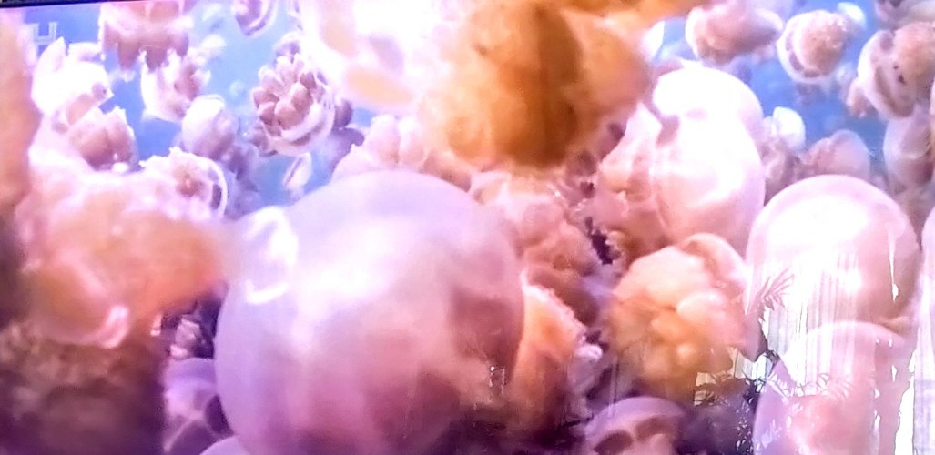 Gold-yellow jellyfish have a symbiosis with green algae