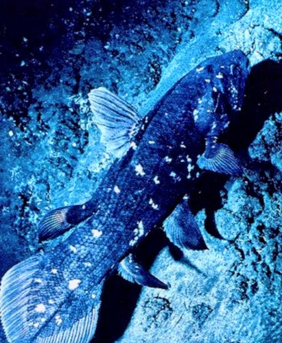 De Coelacanth