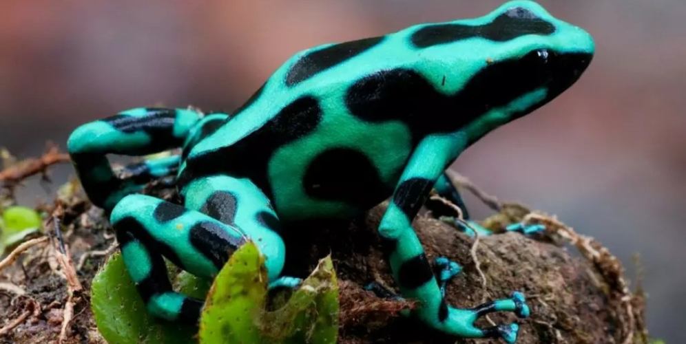 Poison frogs in the Amazon rainforest