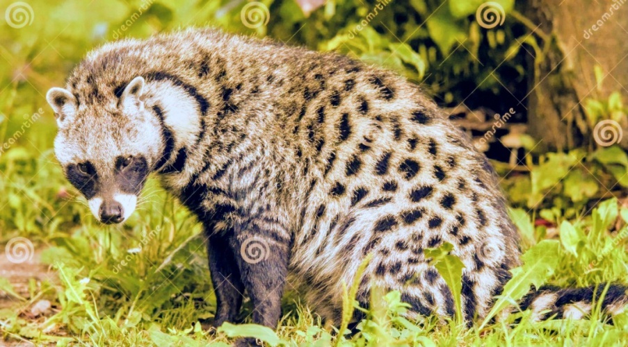 The best coffee in the world