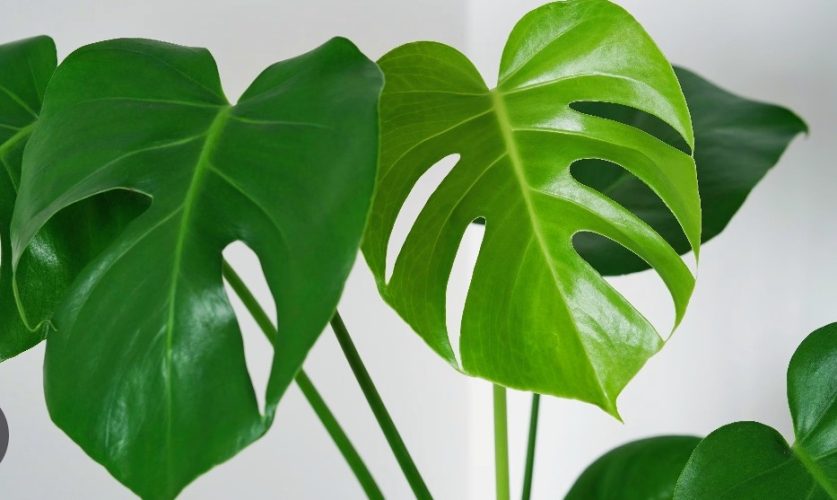 From Monstera Deliciosa (gatenplant)