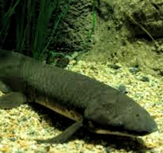 Eerste vis die op het droge sloop op de aarde