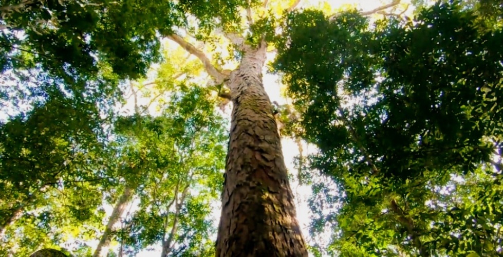 The Amazon Forest has a surprise for Scientists..