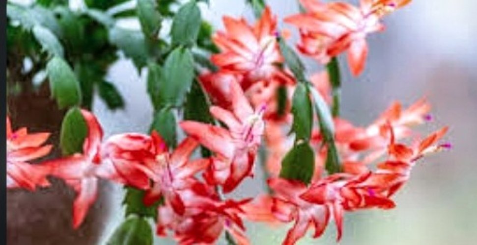 De Schlumbergera