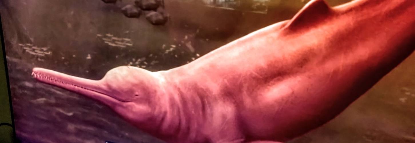 The Boto or Amazon River dolphin