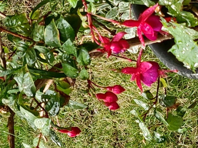 Een.hoekje uit mijn tuin