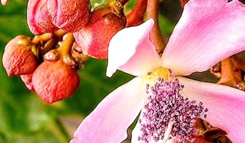 The Orlean tree fruit