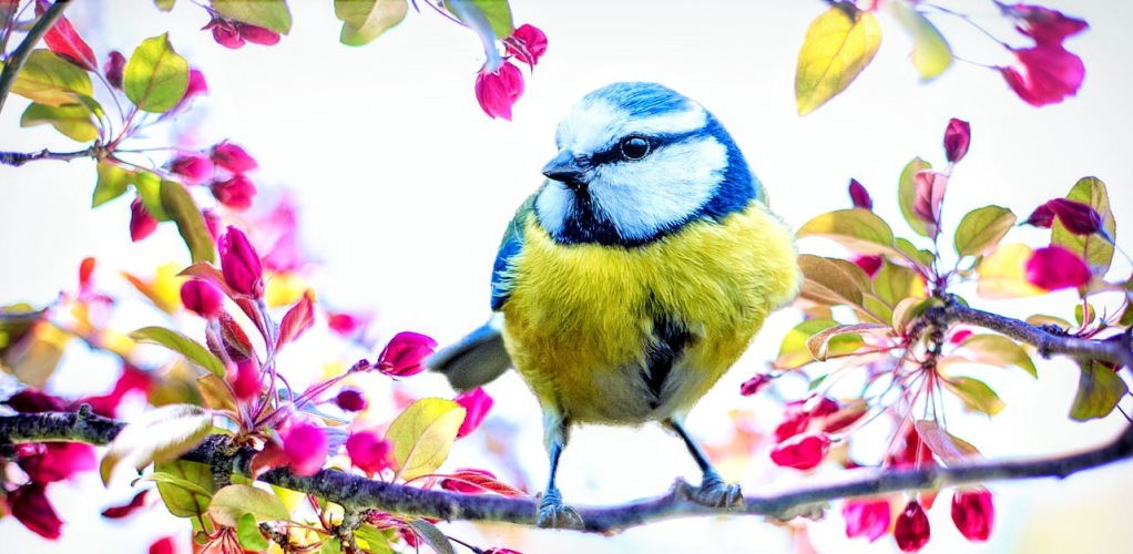 Lente