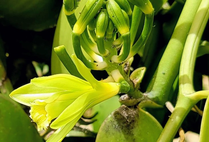Vanilla-orchidee
