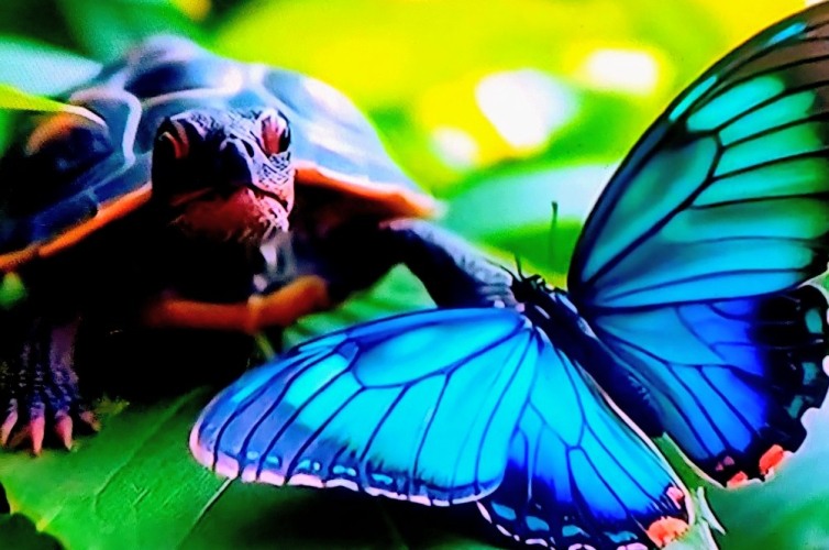 A brief encounter between a butterfly and a turtle
