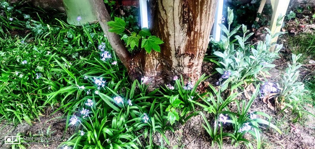 Nature is recovering