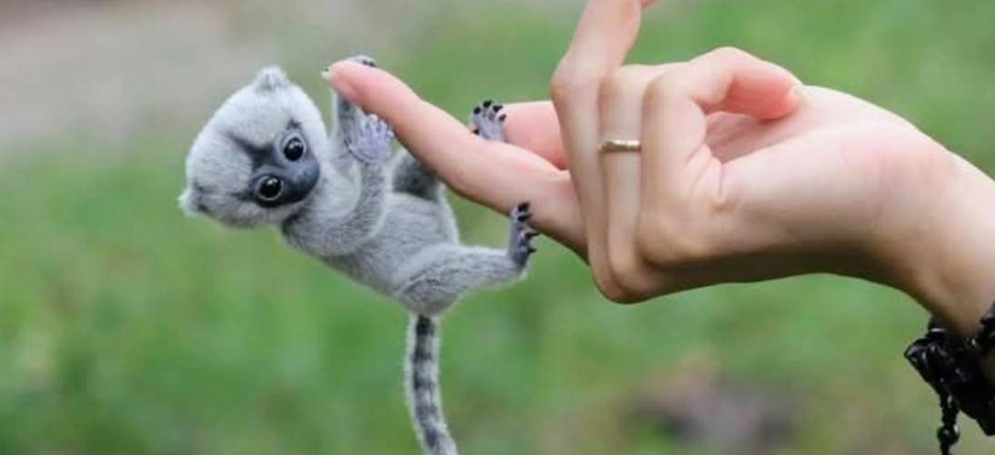 The Marmoset