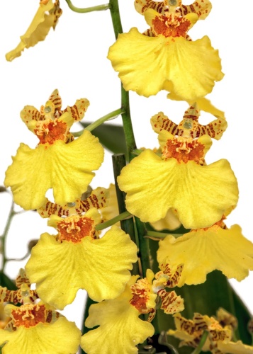 The Onsidium Veracosa