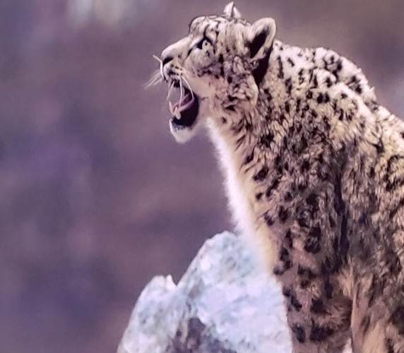 Een geeuwende panter