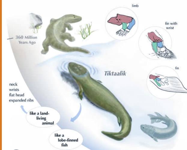 De tussenschakel tussen een vis en een amfibie.