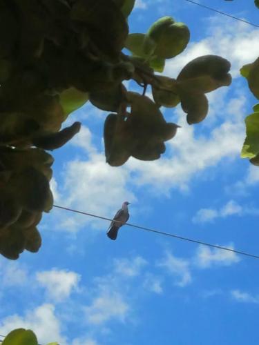 Stanly, una paloma amigable