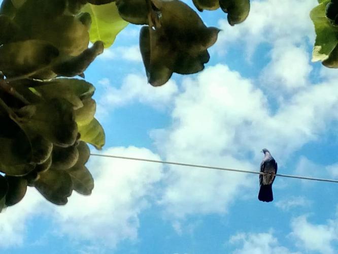 Stanly, una paloma amigable