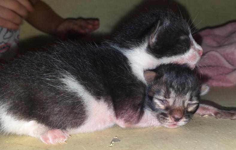 Ellos son Kiki, Kora y kira