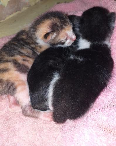 Ellos son Kiki, Kora y kira