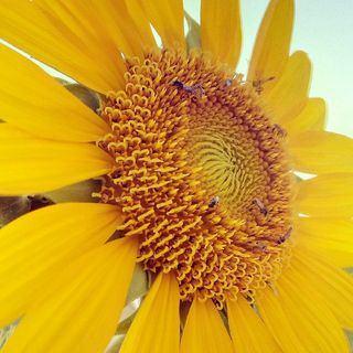 Girasol y flor de Jamaica