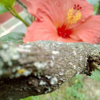 Girasol y flor de Jamaica