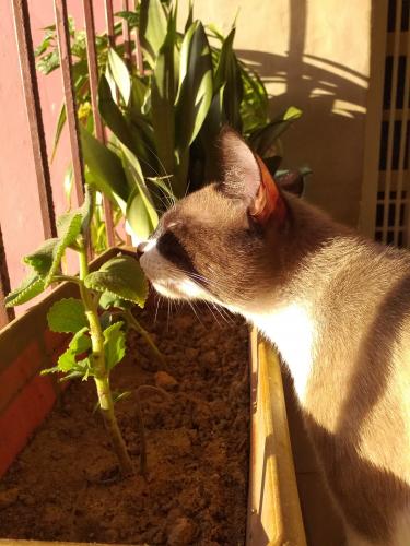 The smell of oregano