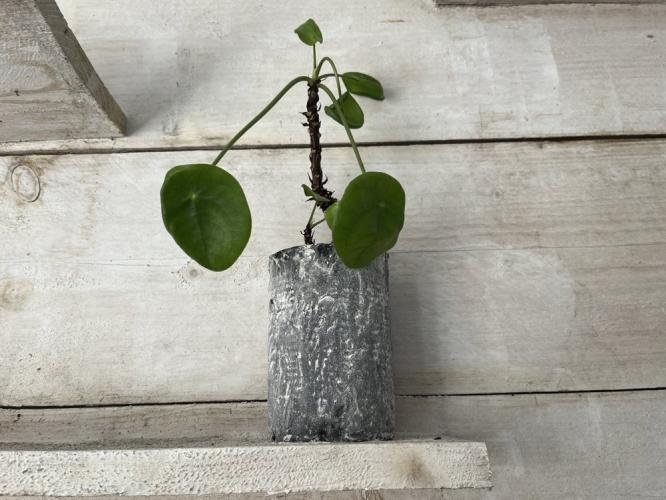 Van blik naar plantenpotje