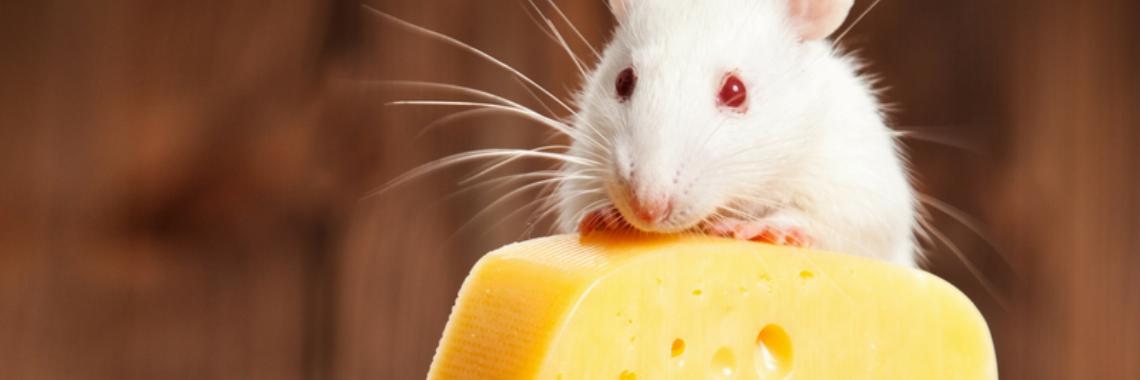 Fact or Fiction: Is Cheese the Best Bait for Mice?