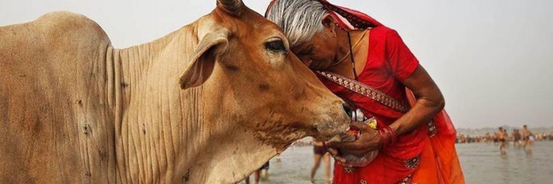 Hindus urge Dillard's to withdraw insensitive “Brahmin” cow