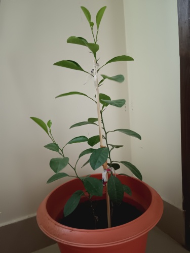 Lemon Tree