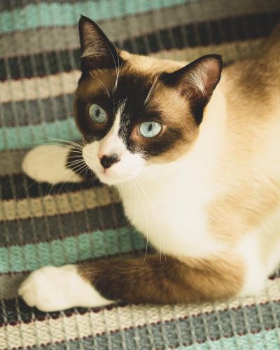 I want to talk to you about the Siamese cat.